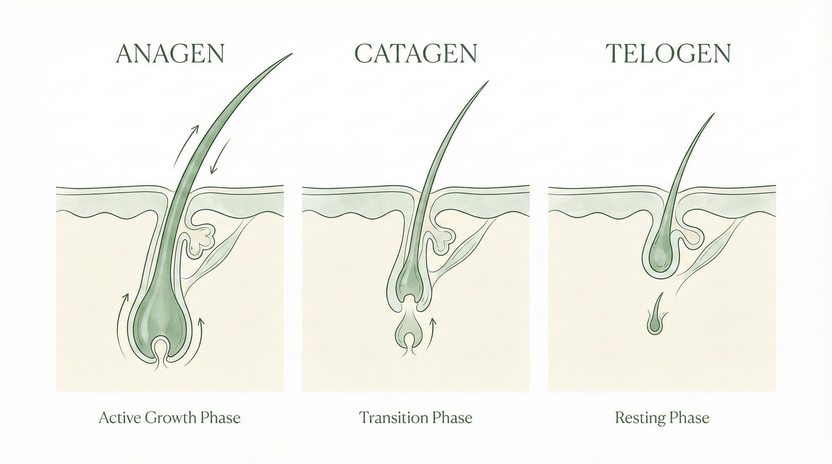 Hair growth cycle diagram